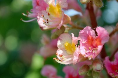 Aesculus x carnea - jírovec pleťový - květ - detail (38)
